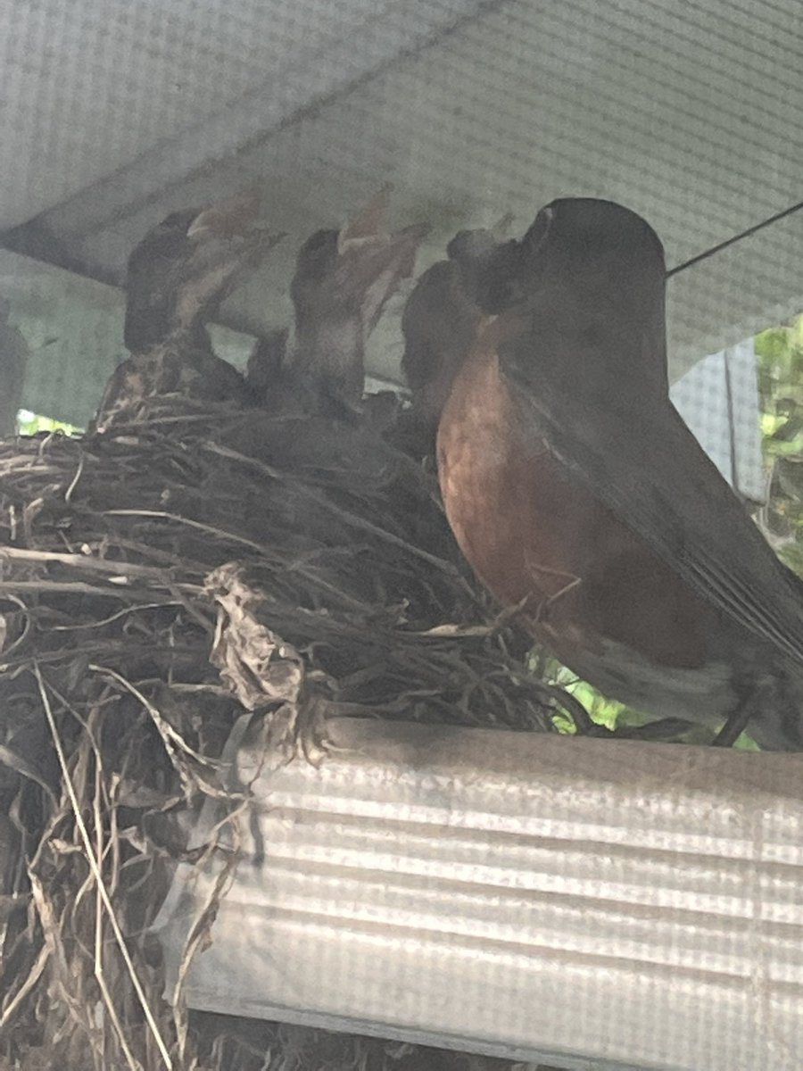 Neseysa's tweet photo. We’ve watching this Momma bird since May 21st outside my window. We noticed that she had her babies. The excitement in my household.  We watched her come back, feed them and everything.  #nature https://t.co/ZrFWuqYM8o