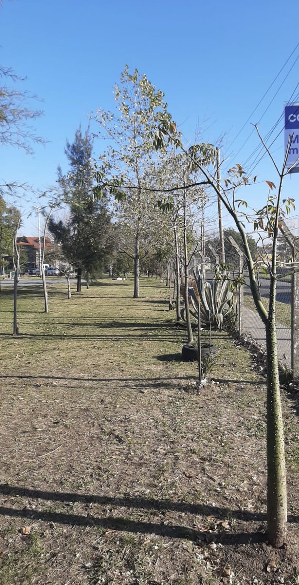 arbolessinfront's tweet photo. Queres ver los resultados al 2022 de la campaña realizada en 2017 plantando con Simmons de Argentina? 🌳🌳 https://t.co/p4tVYpjMD1