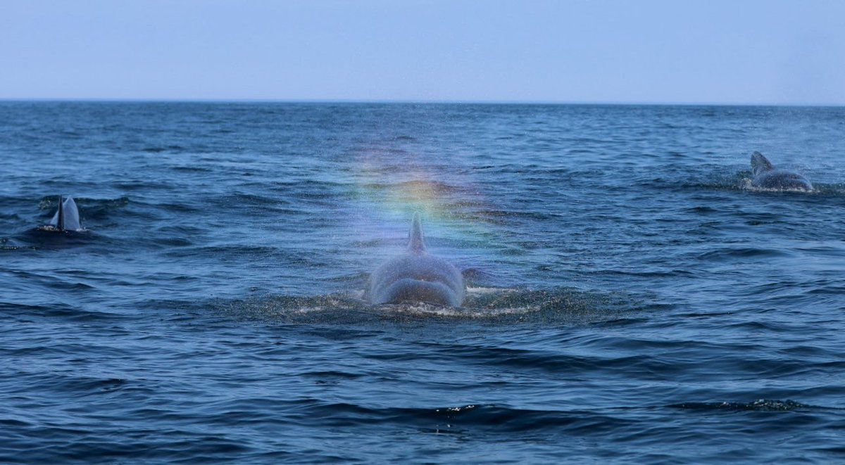 efvogel's tweet photo. Can’t think of a better way to start off #PrideMonth — pilot whales and rainbows are just too hard to beat🌈 https://t.co/ksNU5hAVTo