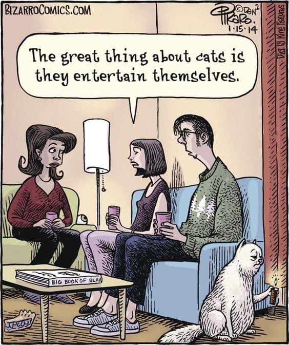 WinstonTabby's tweet photo. Yes we do! #badcatsoftwitter https://t.co/tTwf2hxRZ7