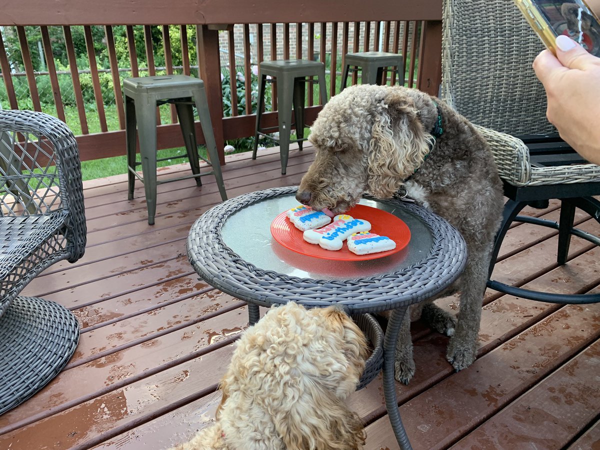 oxley4's tweet photo. Happy Birthday to my favorite former @DogsOfTurf! Wally turns 4 today! Had a dog party with his BFF Murphy. @fatdogjog @AOx1010 #bigshoots #littleshoots https://t.co/ZhSbLm0qIy