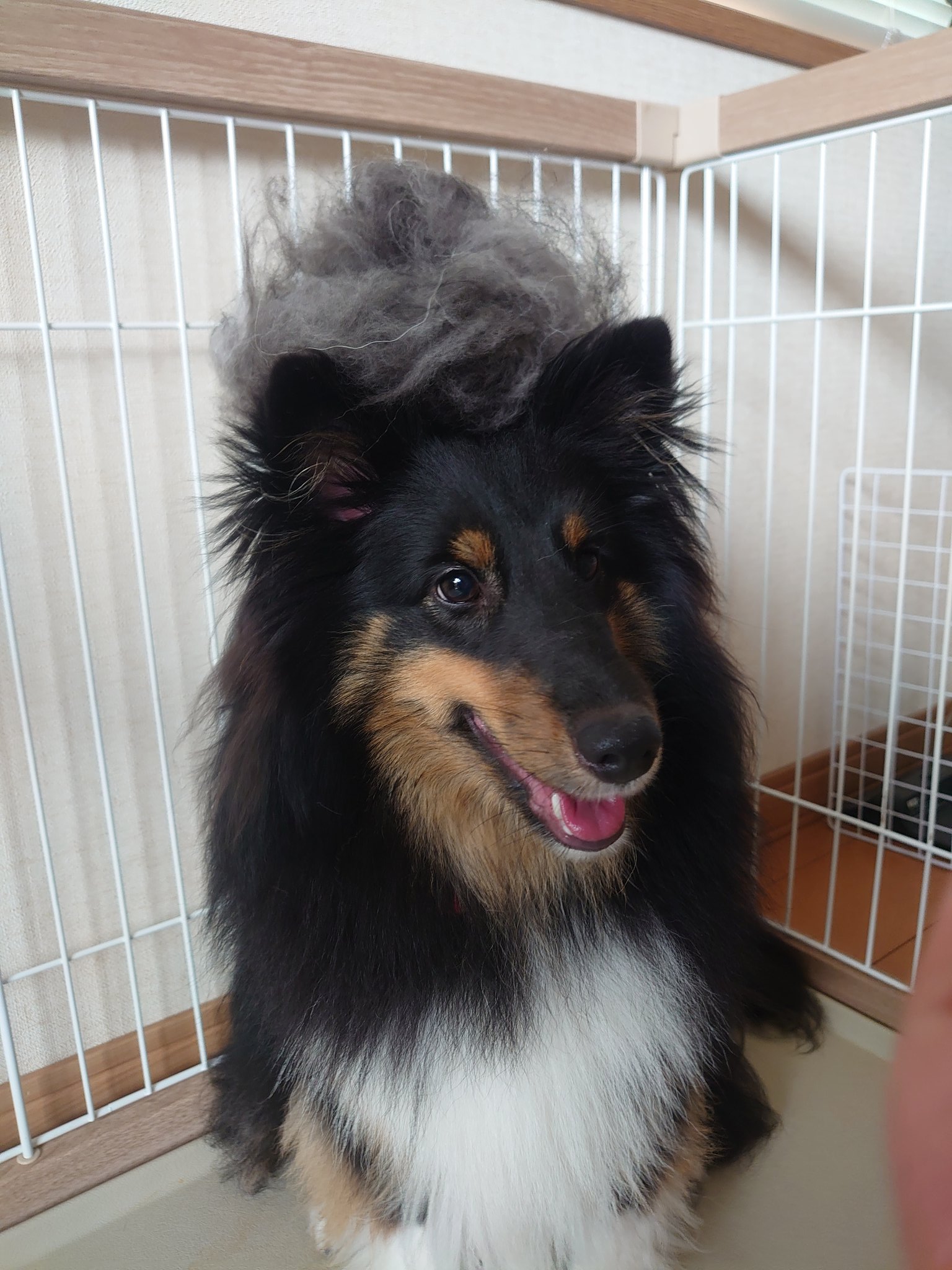 ルビィ シェルティ トライカラー Ruby Sheltie610 Twitter