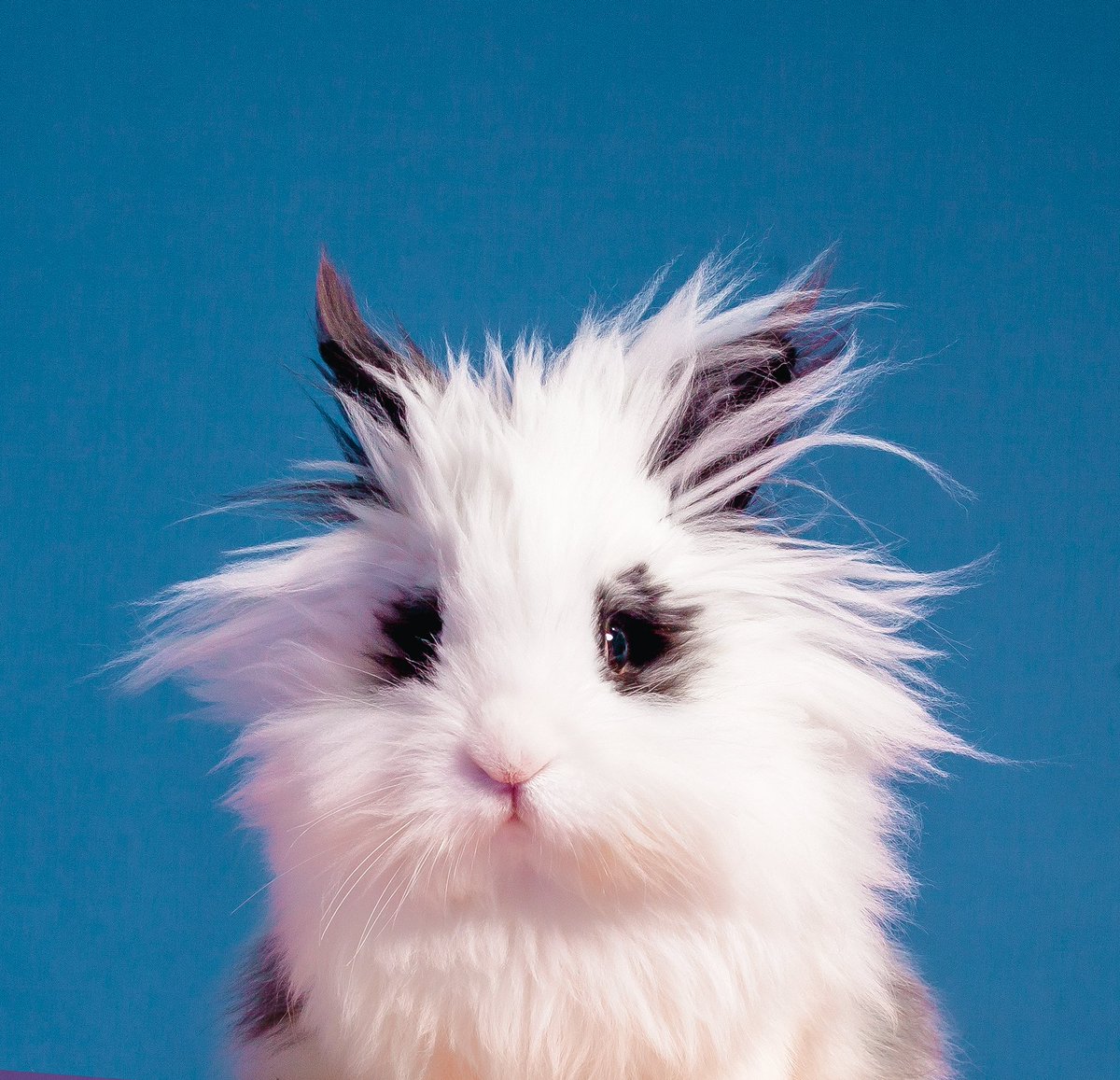 luality's tweet photo. BOO HAD A PHOTOSHOOT AND HE'S SO CUTE! LOOK AT HIM! AAAAWWWW! https://t.co/xVP85Tfxkq