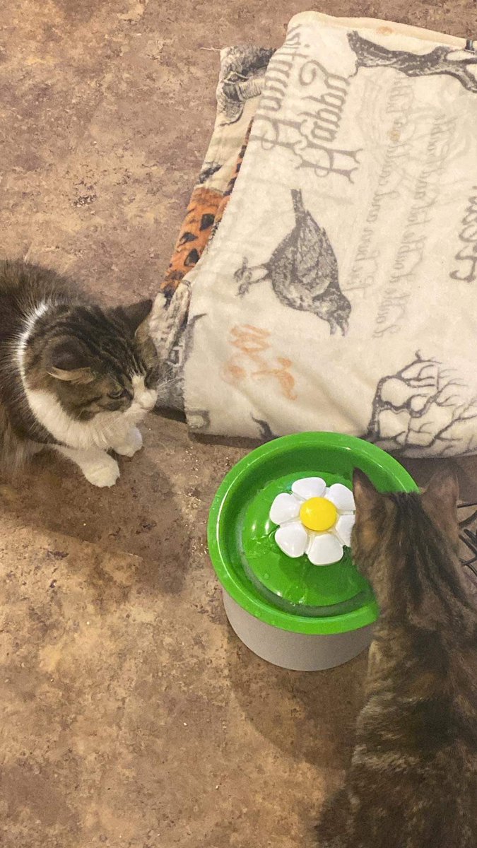 charlithecat_'s tweet photo. Me and @willowthecat_ enjoying our new water bowl! 🌼 https://t.co/YjPZNCFfIK