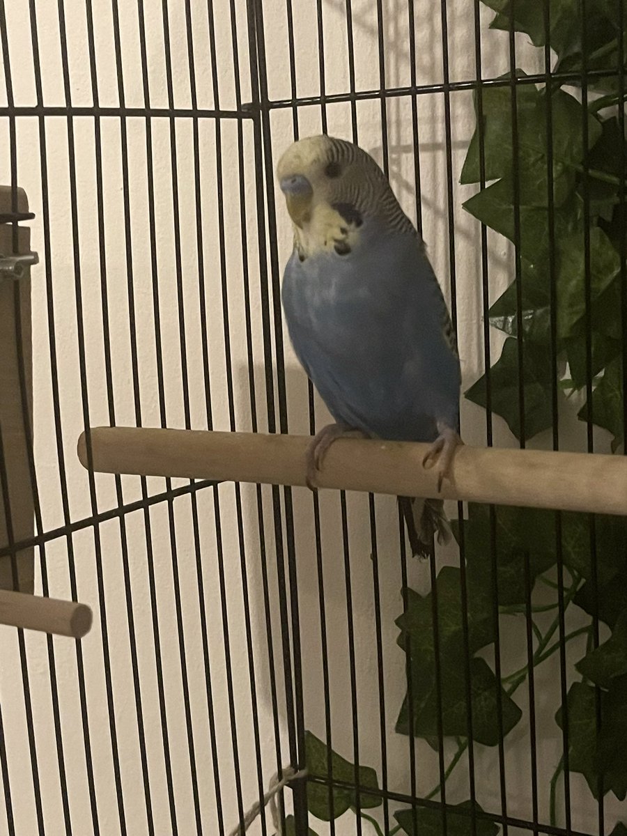 ChrisCross113FB's tweet photo. Meet Blue. New addition the the Fam ๐ฅ#budgie #newpet #cute #bird #streamingbuddy https://t.co/lUSbmAICf0
