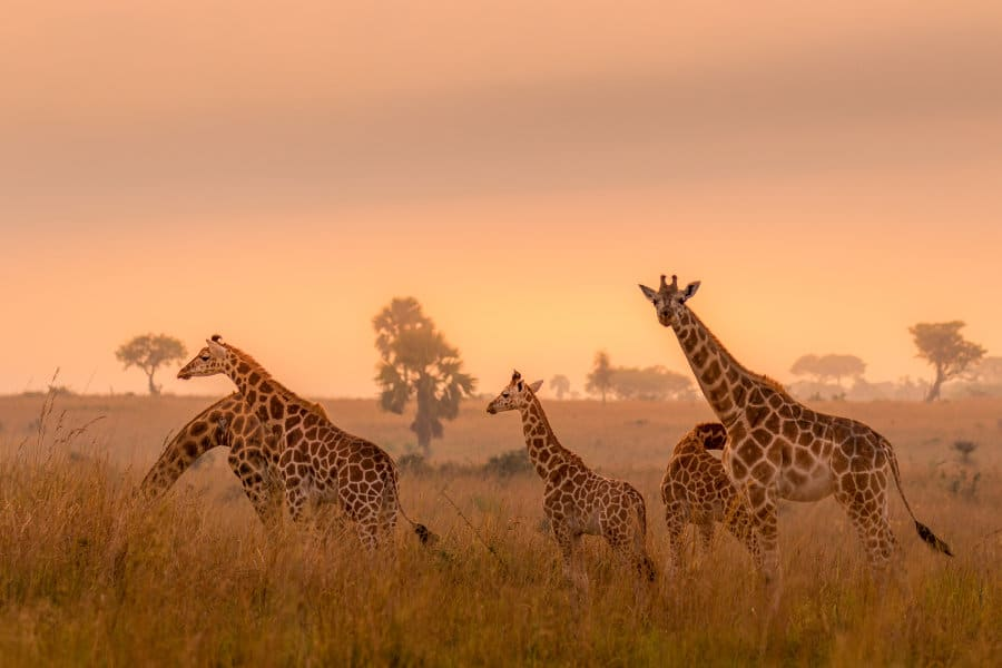 CaitlinWR39C's tweet photo. #WhatIlearnedin39C Giraffes show a stress response when separated from members of their herd https://t.co/gANXKt9Fc7