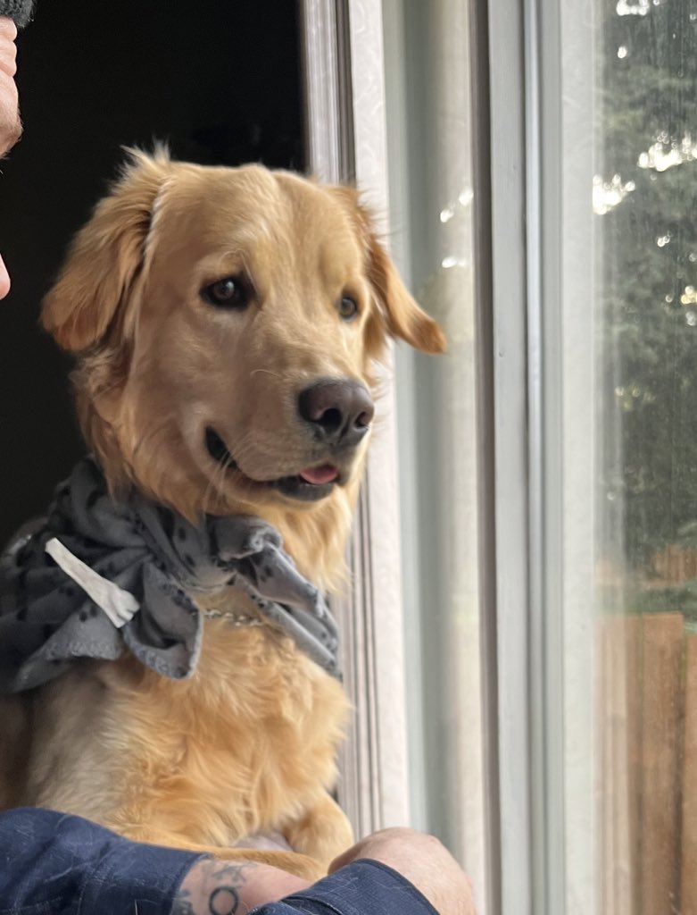 SpenceIsHungry's tweet photo. Hoomanz put me in a ‘cape’ for being hero protector / watched of neighbourhood. Thamks I guess?! ♥️ https://t.co/qJdDipeQyK