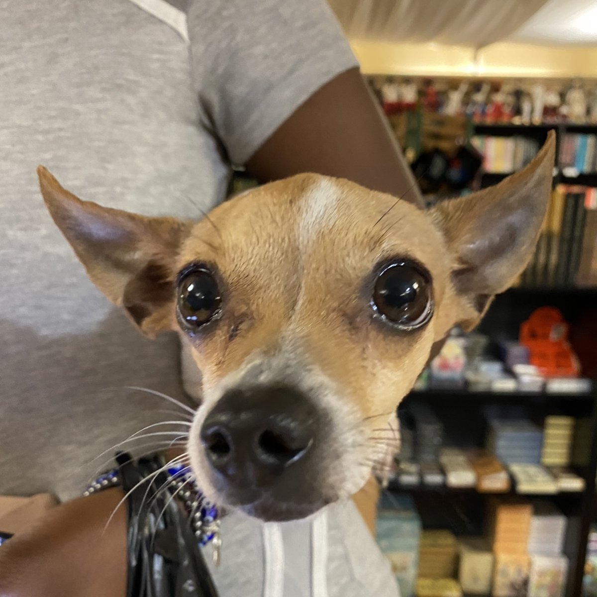 aromagregory's tweet photo. This pretty pupper is Simba! Thank you for bringing Simba to visit us this weekend, @ lifeasjuicyy. 

#DogsInShops #DogsInStores #SeekJoy #Dogs #TenOuttaTen #TravelingDogs #Gemstones #Crystals #AromaGsBotanica

Thank you, @ cravingsleep, for the picture! https://t.co/WzKkxs7h9G