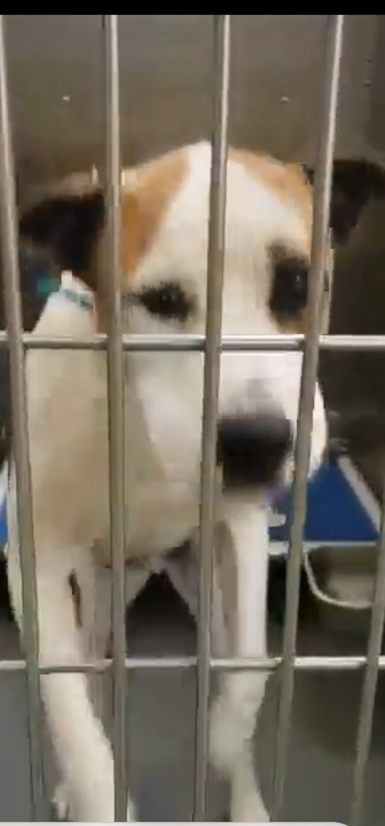 PhaedraXTeddy's tweet image. In #Memphis heres a healthy young doggie available to 🤎 you always.