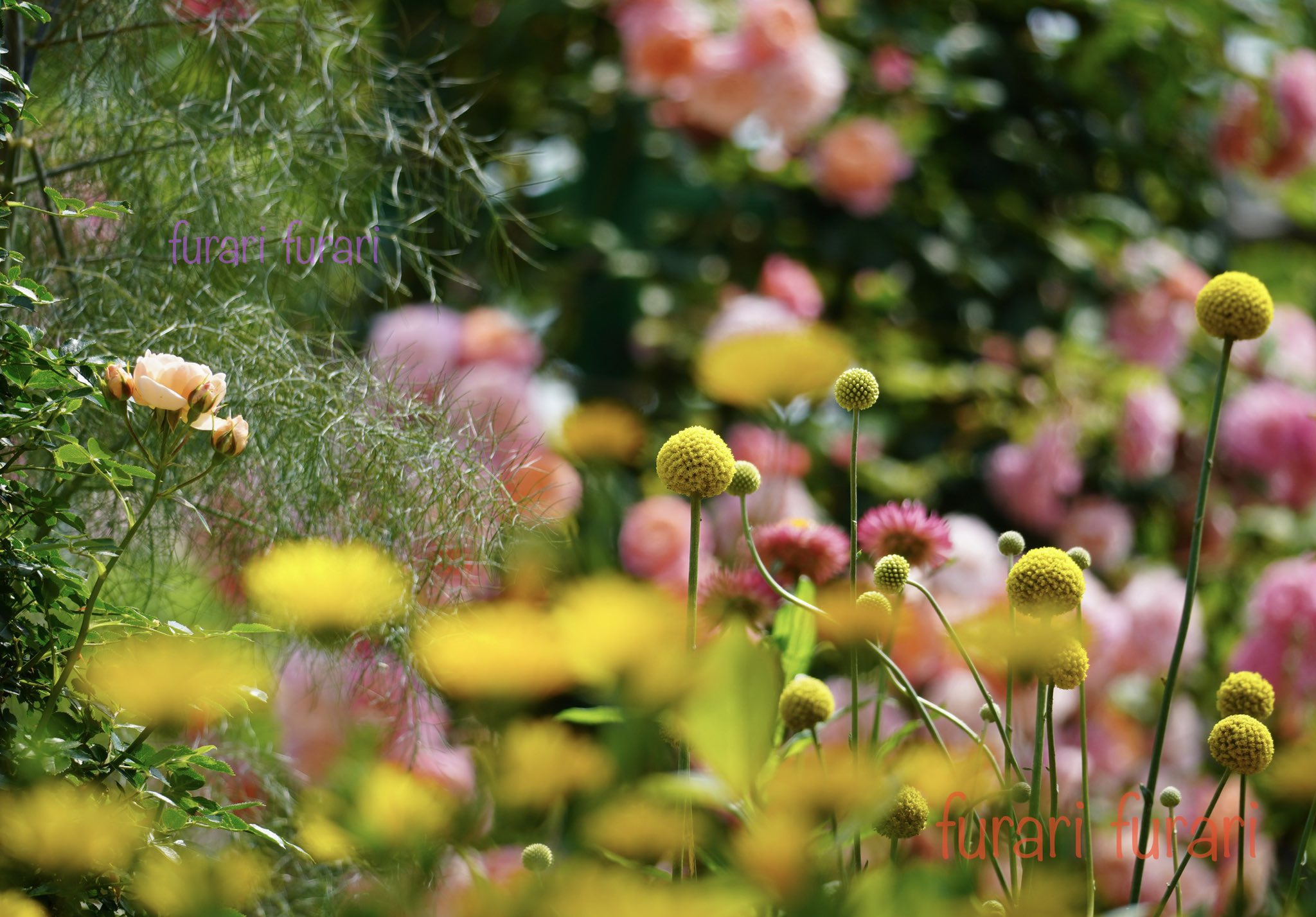 クラスペディア Twitter Search Twitter