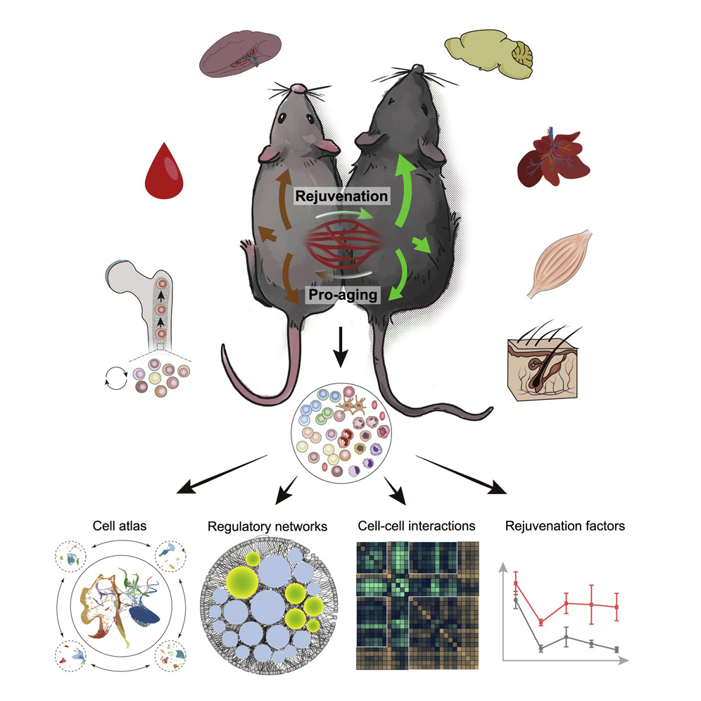 stemcellpodcast's tweet photo. 🩸 🔀 On this week's episode: Researchers at the Chinese Academy of Sciences found that heterochronic #parabiosis rejuvenated adult stem cells across mouse tissues.

Read the @CellStemCell paper: https://t.co/qgmTMl1YPJ

Listen to the discussion: https://t.co/AoM8FzJOug https://t.co/KgjRCW22EP