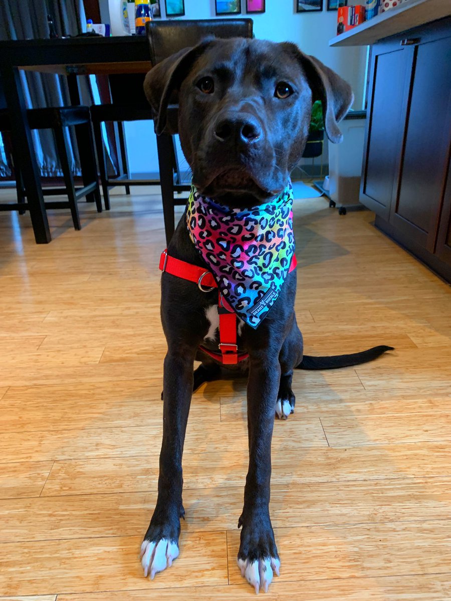 KerrieCMeister's tweet photo. Happy Pride, friends! We are proud allies in our house - we welcome you, love you, and support you! ππ¦π³οΈβπ #PrideMonth #gaypride #Pride2022 #pridedogs https://t.co/PSueWKZV4n