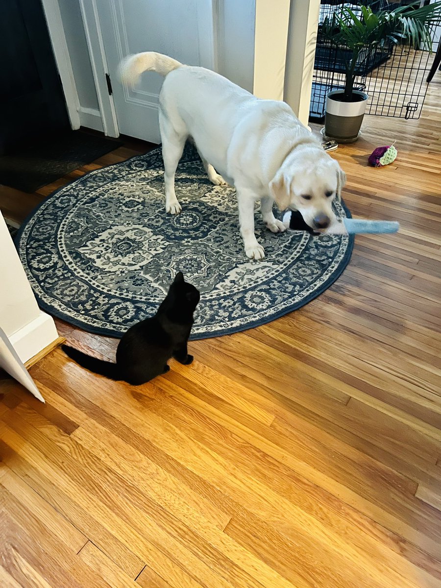 FordandFrida's tweet photo. Hey, Frida! You can call me Obi-Wan Fur-Nobi! #barkbox for the win! #ObiWaKenobi #StarWars #DogsofTwittter #CatsOfTwitter #FordandFrida https://t.co/UyYHuPUHJT
