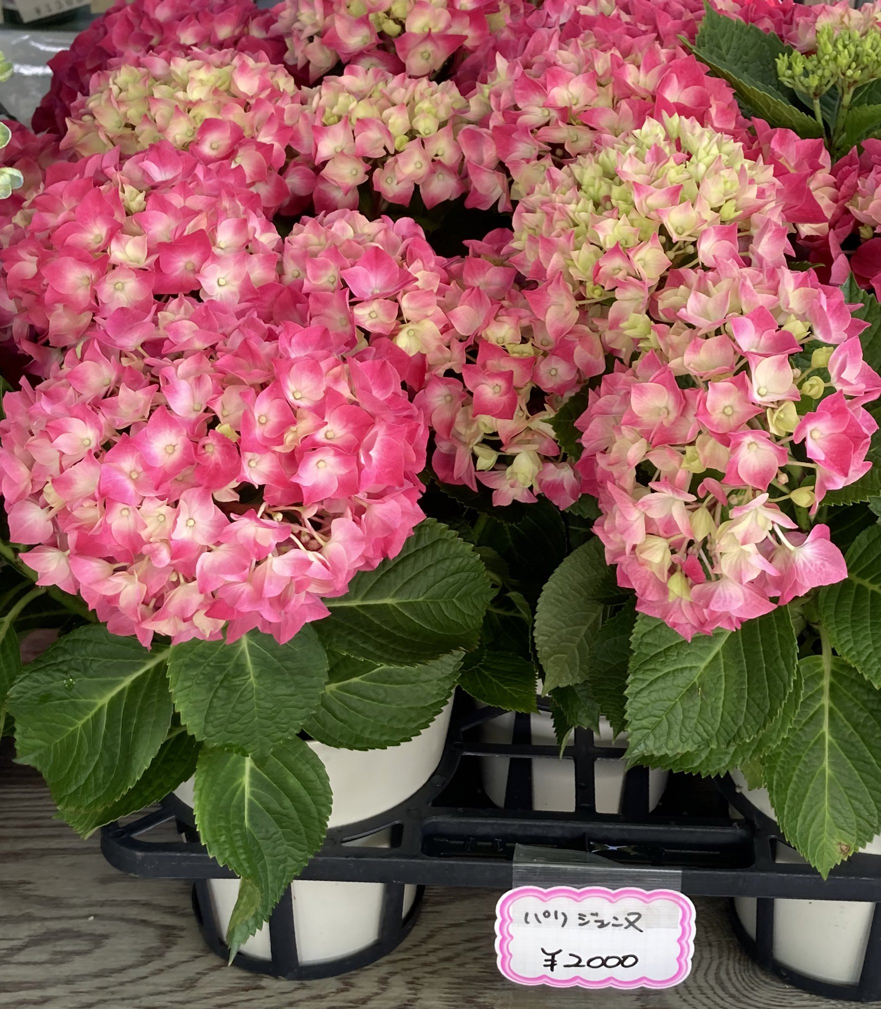 いずみ 花が黄緑からピンクへと変化するパリジェンヌ T Co Jkkopublbh Twitter