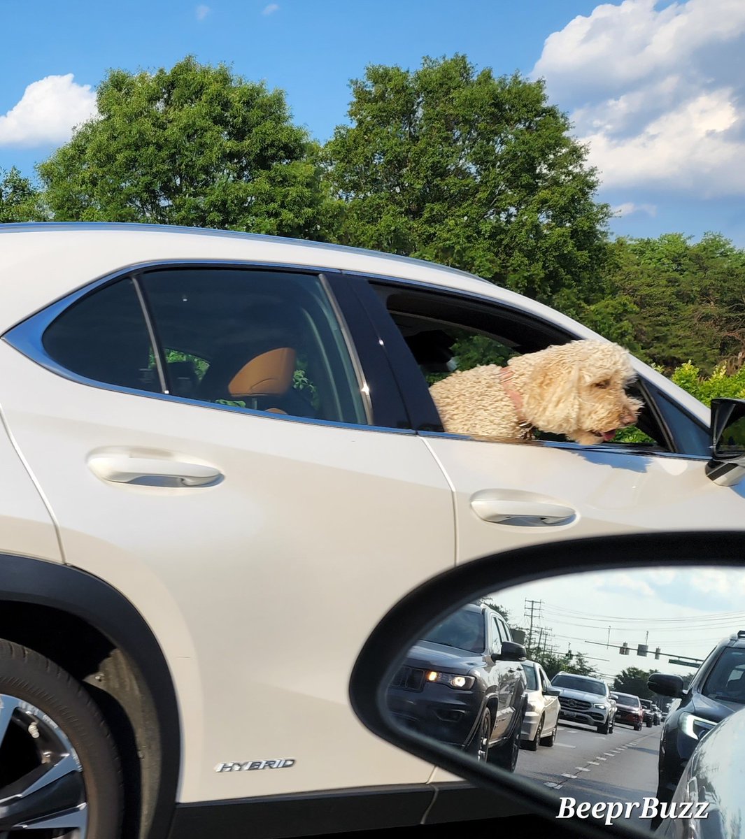 BeeprB's tweet photo. ๐พ Pardon me puppy, do you have any Grey Poupon? ๐พ
#Annapolis #dogsofAnnapolis #forestdrivecorridor https://t.co/iq94VvPJyS