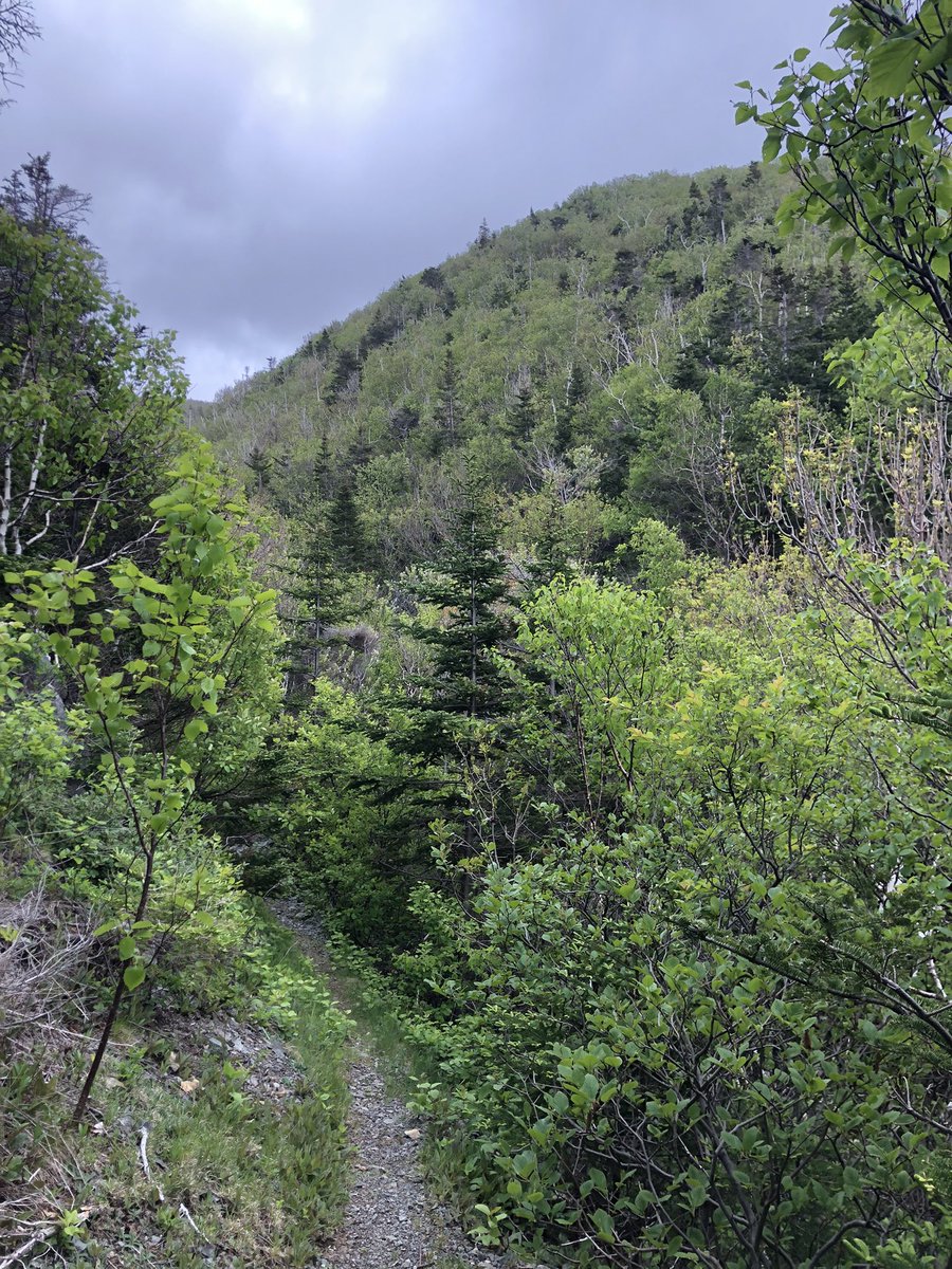 jonathan_riley's tweet photo. Spent #GlobalRunningDay2022 on the Cape Mabou Highlands trails, training and scouting for #capes100 #ultrarunning (thank you @CanadasLifeline and my hematology/ oncology staff for giving me a second lease on life #nhl #aintwastingit) #iamrunning @tsmithbpr https://t.co/oEr3DVw3Mw