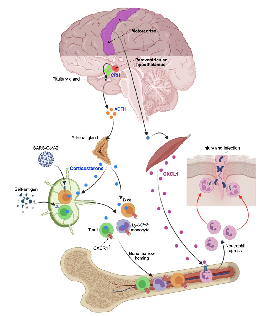 SwirskiLab's tweet photo. Some key takeaways on our latest (in separate tweets, over days):

(i) Acute stress reorganizes the distribution of all major leukocyte types in the body -- within minutes!

More context here soon:
https://t.co/sPPPBnqHfq

Paper:
https://t.co/cMJKq12pkO https://t.co/0QaHQWeSbA
