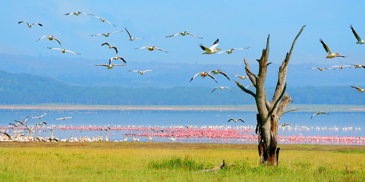 AxelKoster's tweet photo. Tremendous opportunity to Sponsor or Exhibit at the 2022 IHOST Congress &amp; Expo #Mombasa #Kenya
Info https://t.co/l88FGjgkVA 
@Accor @Marriott #AxelJob #AfricaDay2022 
@OmenoPaul @MtaliiSolutions
@ProfitableKe @gtrcmc_ea @Min_TourismKE
 @NCBeachHotel @NationAfrica #africa #news https://t.co/QDp5i3i5sW