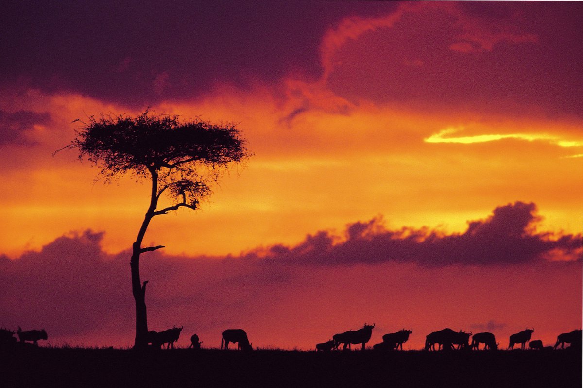 AxelKoster's tweet photo. Tremendous opportunity to Sponsor or Exhibit at the 2022 IHOST Congress &amp; Expo #Mombasa #Kenya
Info https://t.co/l88FGjgkVA 
@Accor @Marriott #AxelJob #AfricaDay2022 
@OmenoPaul @MtaliiSolutions
@ProfitableKe @gtrcmc_ea @Min_TourismKE
 @NCBeachHotel @NationAfrica #africa #news https://t.co/QDp5i3i5sW