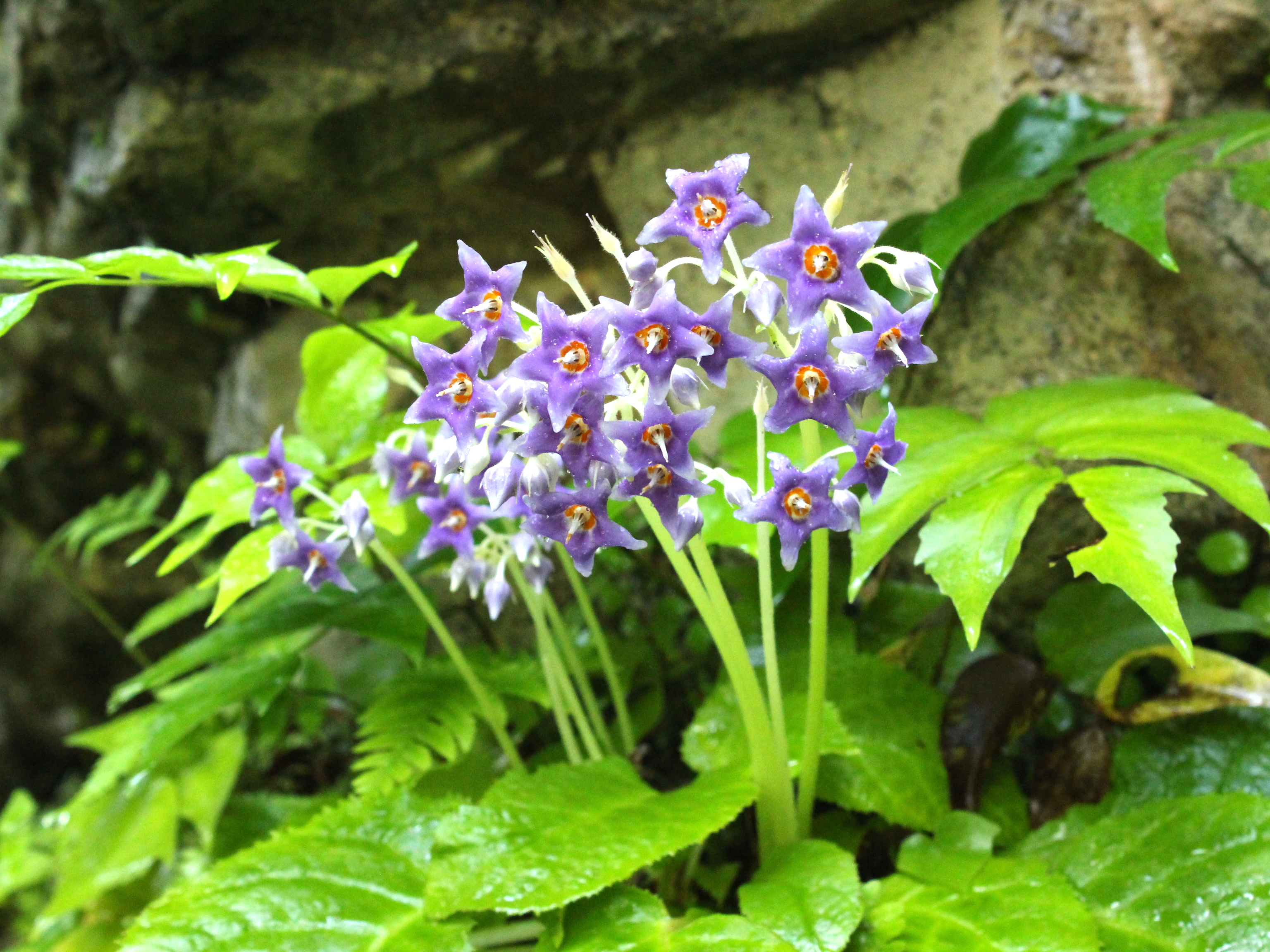 イワタバコ Twitter Search Twitter