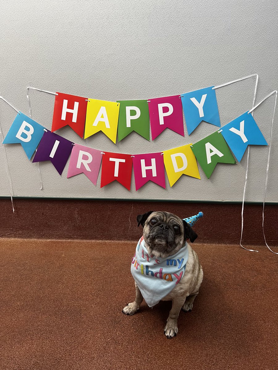 SammythePugg's tweet photo. https://t.co/Xcgv8rxvqa