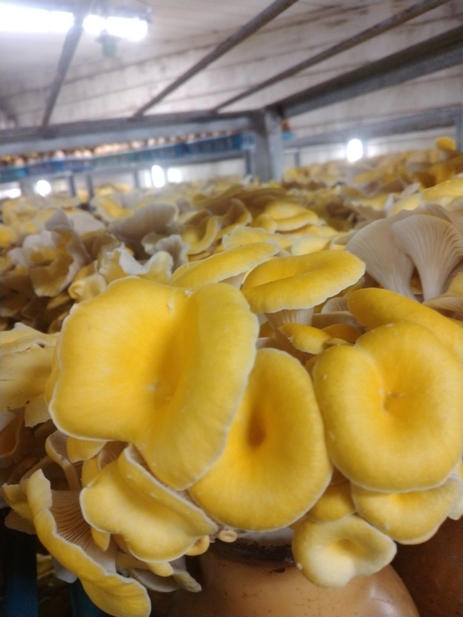 市場 スリービー 袋滋養強壮 たもぎ茸の力 1 3 B 42ml