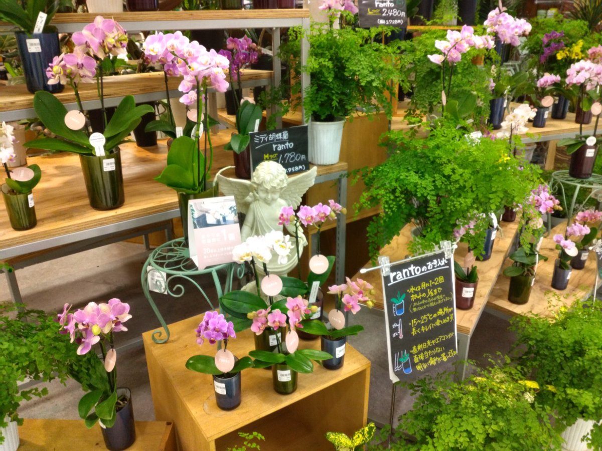 gc_joyfulhonda's tweet photo. 【ジョイホン小山駅前店】
#蘭 って聞くと難しいイメージがありますよね。
そこで!「ランをもっとカジュアルに楽しむ」#ranto をご提案致しますっ
コンパクトサイズなので一家に一鉢、いや、一部屋に一鉢置いても良いくらいお手軽です!
毎日きれいなお花を見れるって幸せ💛
#ガーデニング #花 https://t.co/HyF2RRnWWi