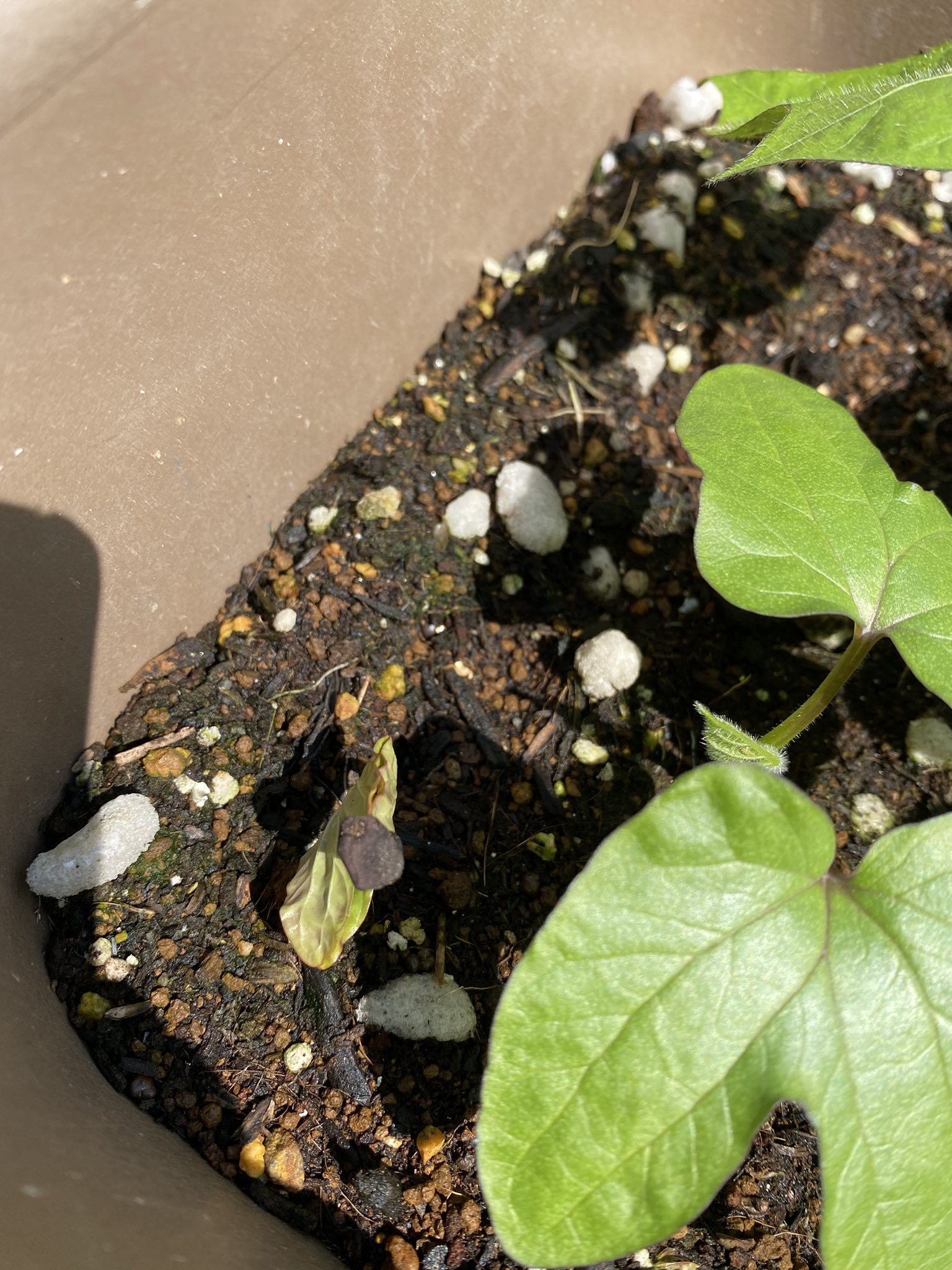 تويتر 22 小学校受験 على تويتر 宇宙に行った朝顔の種を頂いたのが2年前 去年は種の保存 を間違えカビ発生 母に分けていた2代目種から無事発芽 あっ葉っぱが種を押し上げている 種蒔きの間隔ダメね 何か気付けたかな 3代目 宇宙朝顔 T Co