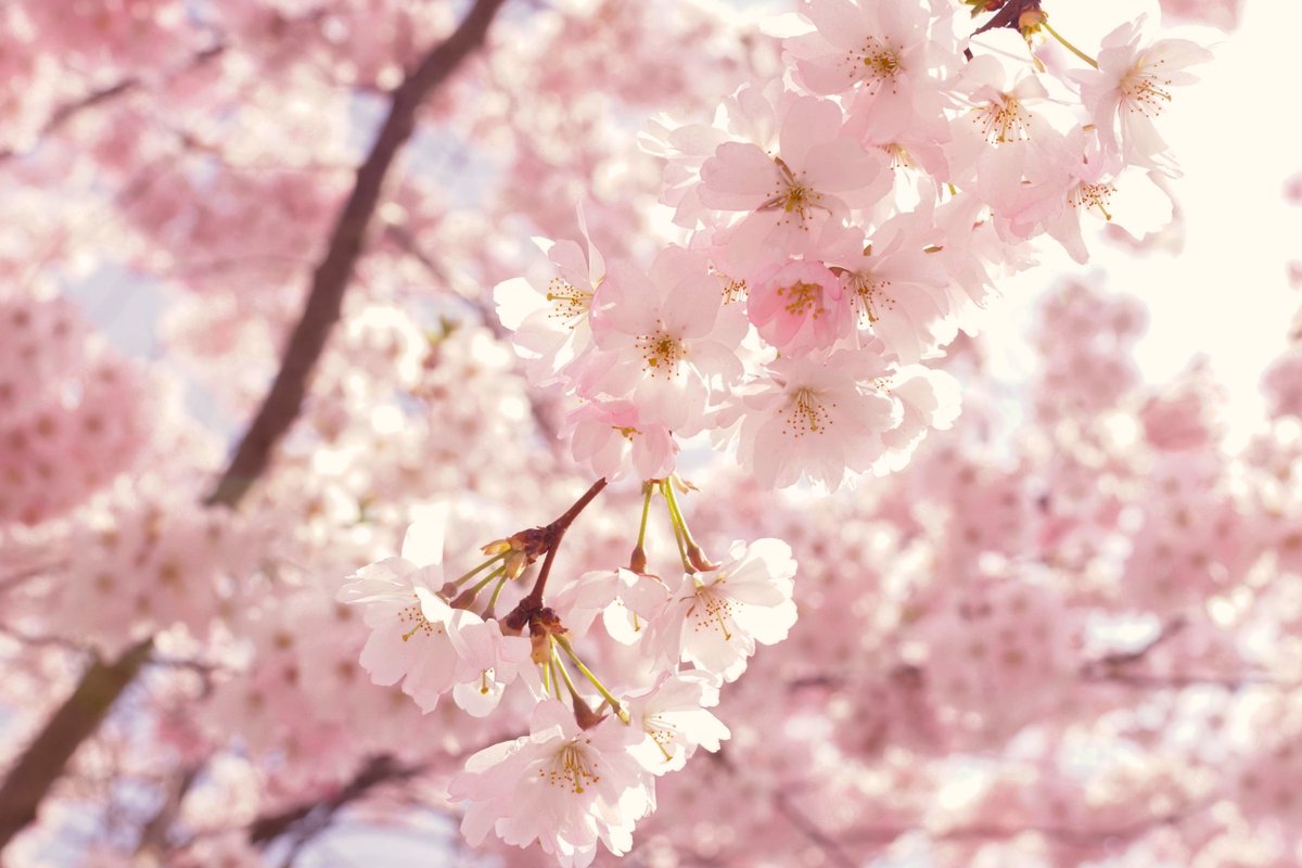 coeurdepion's tweet photo. Everything blooms in its own time - Ken Petti
⠀
🛍️ https://t.co/pZOvzlBQFG
⠀
#beautyisalightintheheart #cherryblossoms #explore #explorepages #nature #naturelovers #naturephotography https://t.co/mfvNsP5mTi