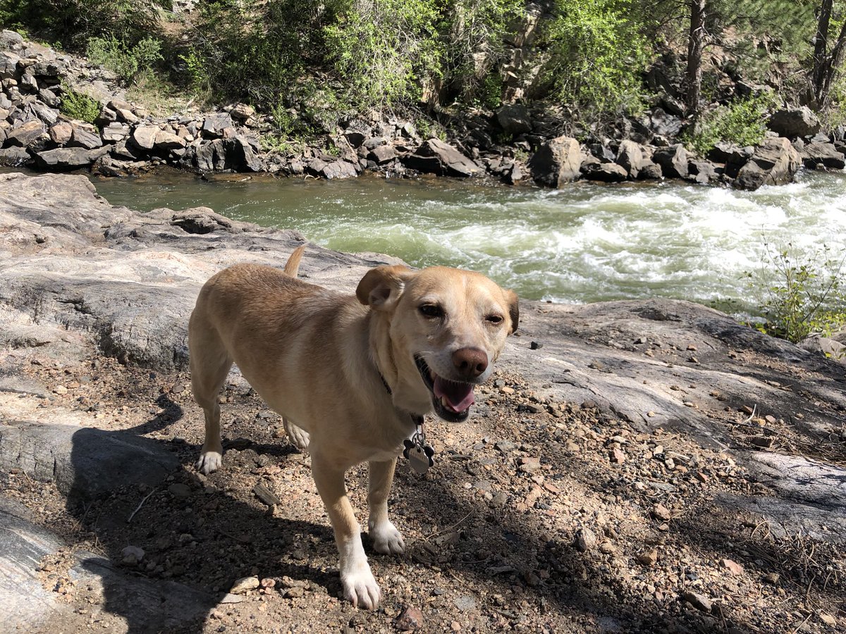 ThunderDMC's tweet photo. Bestie the Dog says #GoWarriors #VoteBlueIn2022 #vote #denverdog #Colorado https://t.co/JiayQWm6c4