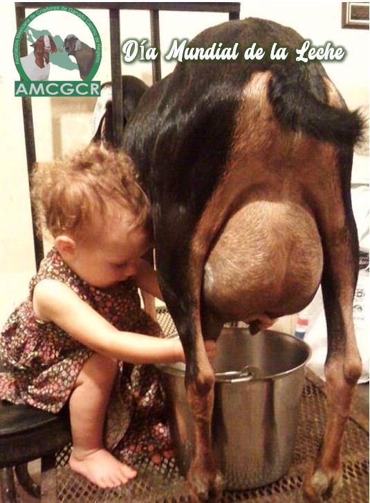 amcgcr's tweet photo. Quien cabra cría, tendrá leche todo el día!
#DiaInternacionalDeLaLeche #AMCGCR #CriadoresCaprinos #campoméxicano #cabra #lechedecabra https://t.co/1i2IZFU2k6
