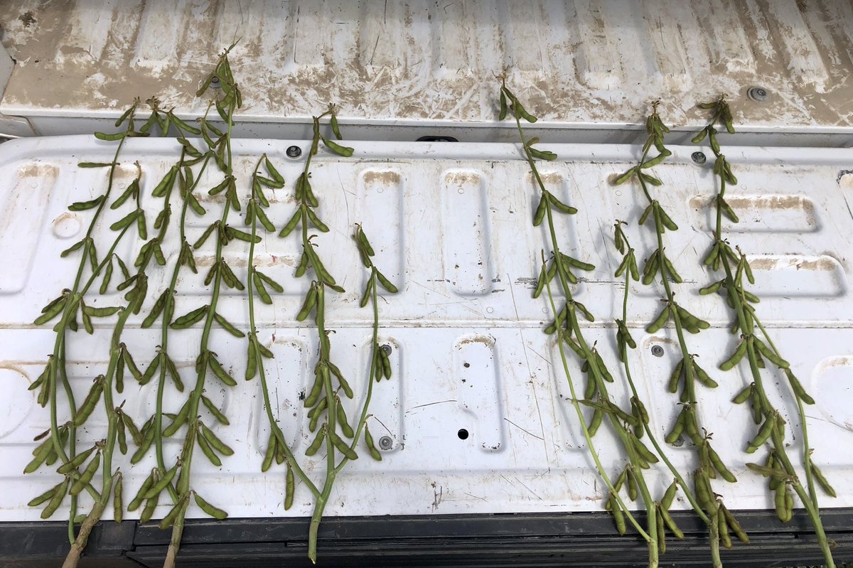 JordanDiefenba1's tweet photo. @cropdoc2 @AdamJPfeffer @hjearl1 Left was rolled, right was check. From @Zeldenrust_Farm trial a few years ago https://t.co/KYc13V1dxD