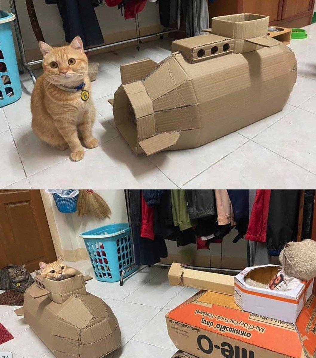 TranslatedCats's tweet photo. Submarine is following. It's a must-have item https://t.co/bussb3eqFn