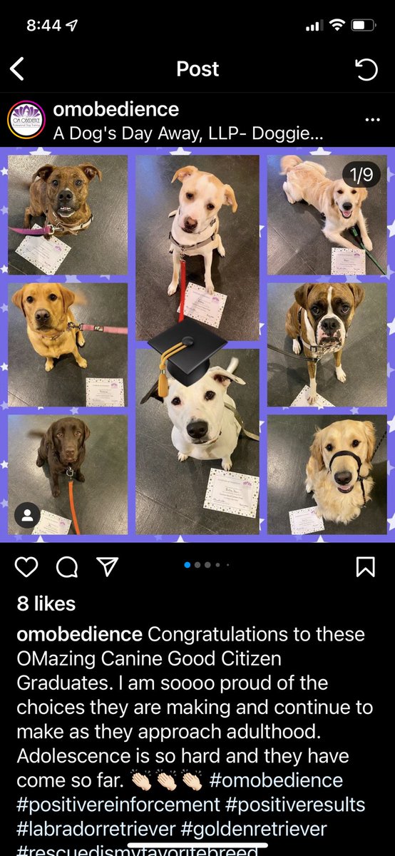 codyjakegolden's tweet photo. My graduating class #omobedience #caninegoodcitizenprep daddy said it was my best class https://t.co/y03NgVs2iX