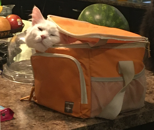 Discovered as seen completely and soundly asleep, warm &amp; content taking a nap ~ Happy #WhiskersWednesday  

🐱#CatsOnTwitter #CatsOfTwitter #cats