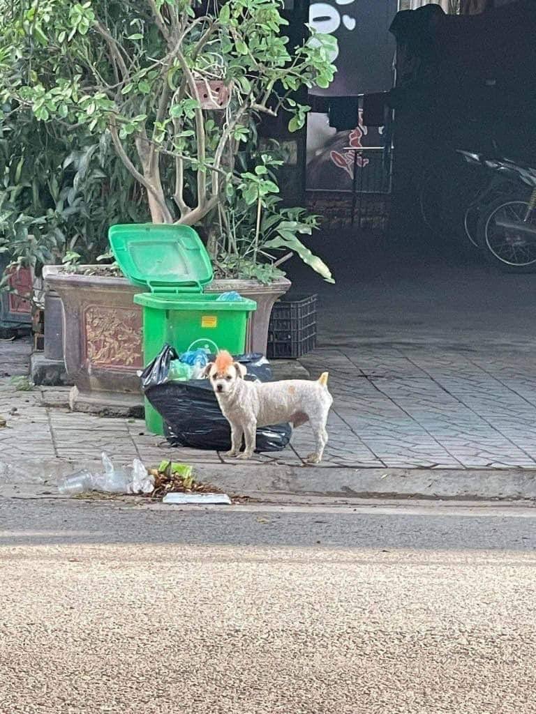 DiloConPerritos's tweet image. El punk no ha muerto 🤘🏾