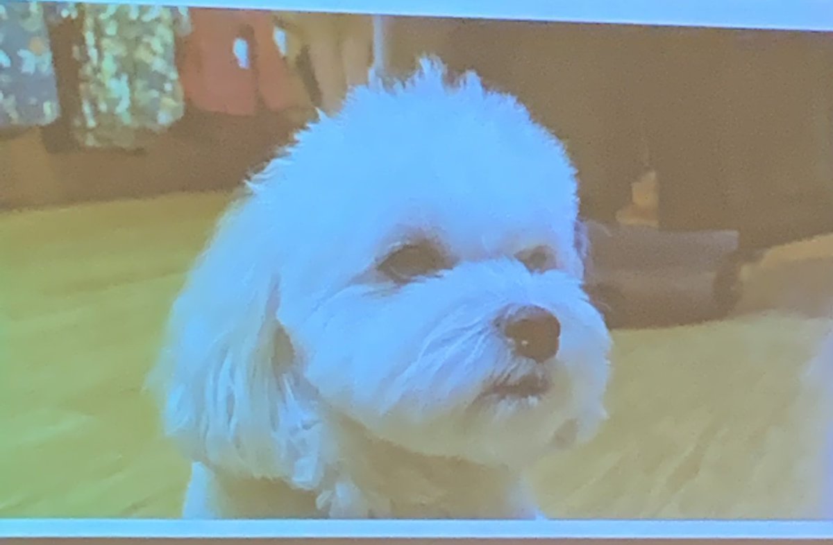A cameo by @LeanderVandefen’s adorable dog #ENVIR492 #POEcap