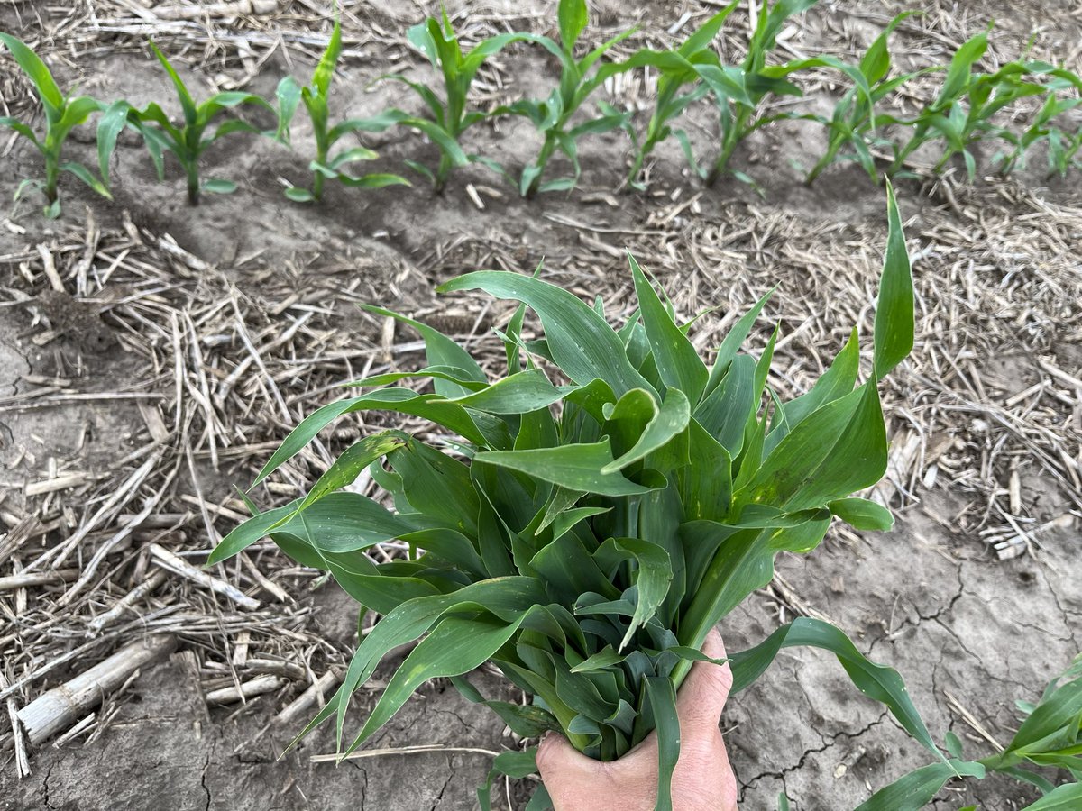 Frontline Genetics tweet media