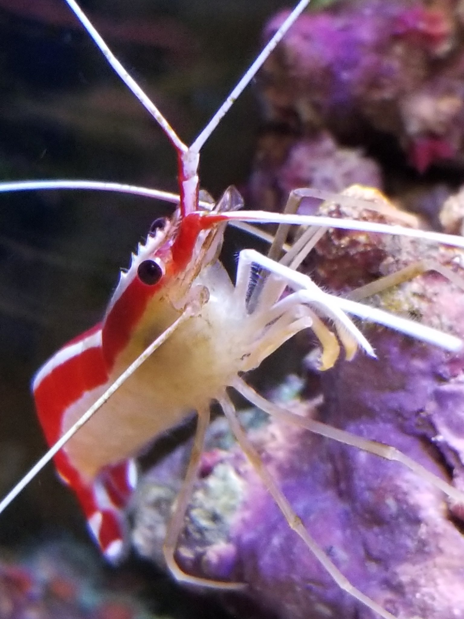 Kiyo エビちゃんのイケメンショット スカンクシュリンプ 海水魚 T Co Fa5abd9ghf Twitter