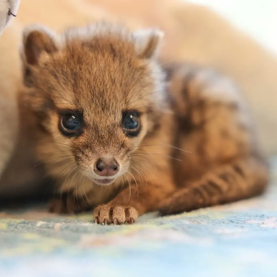 ScienceAlert on Twitter "This rare creature is a newborn spotted