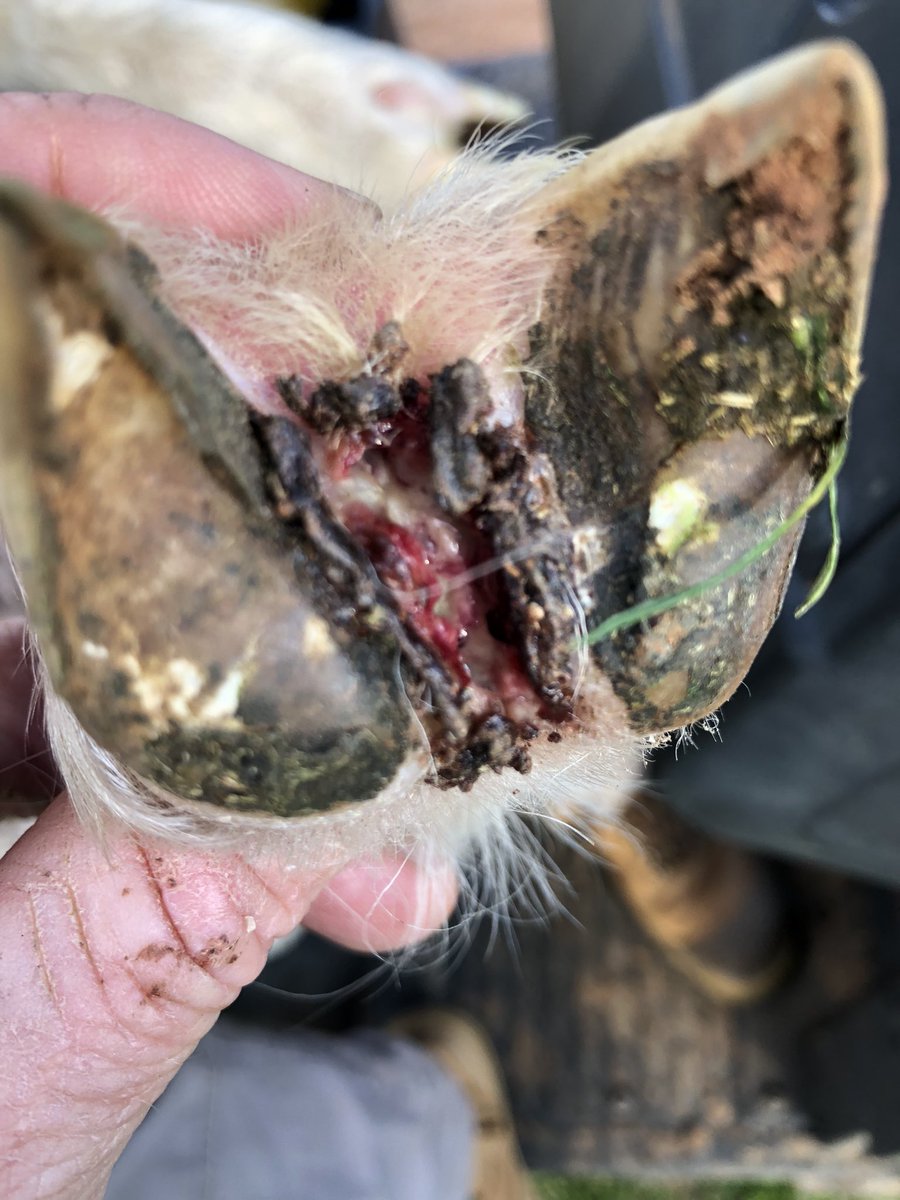 Clint Neville tweet media