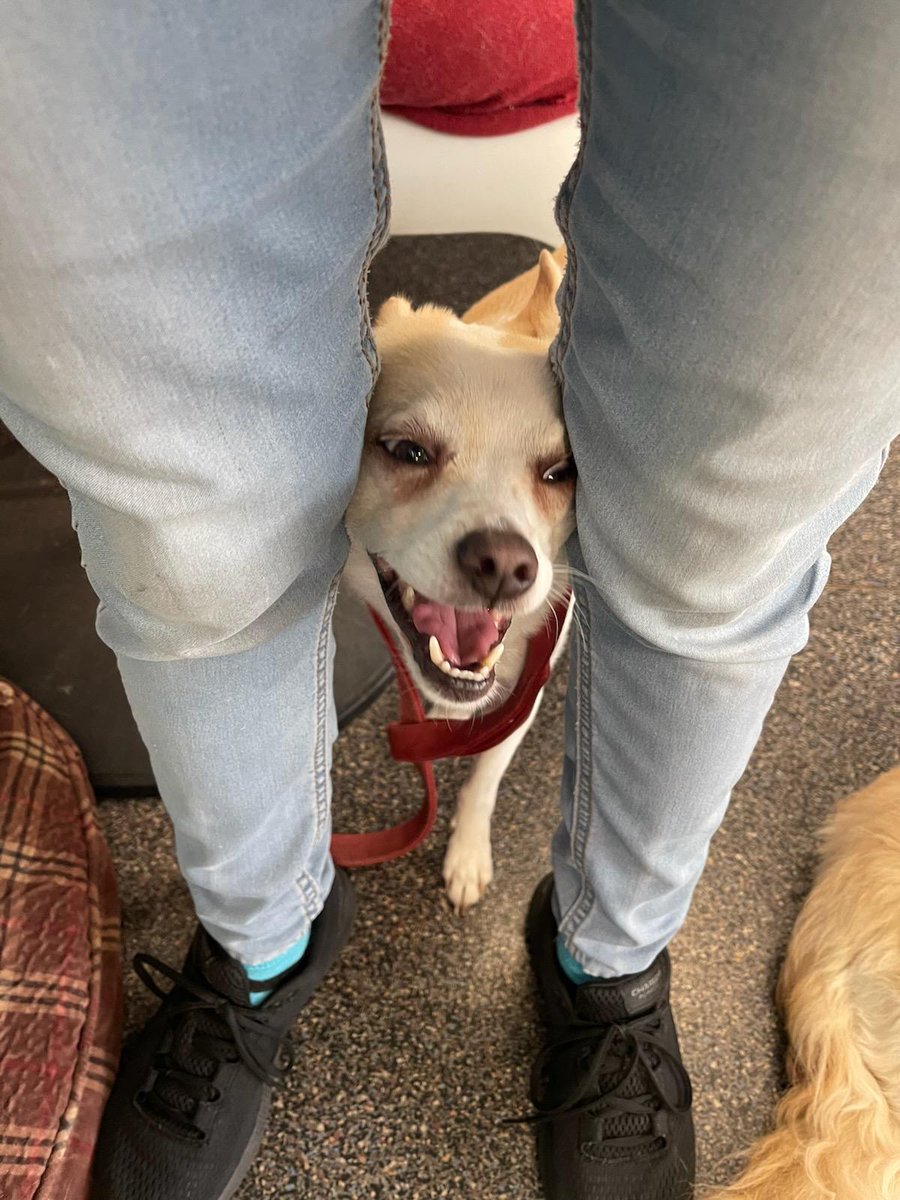Fraction_Dog's tweet photo. "Here's Johnny!"

#dogsoftwitter #dogs #pets #DogTwitter #TheShining https://t.co/YC2edvxzQ5