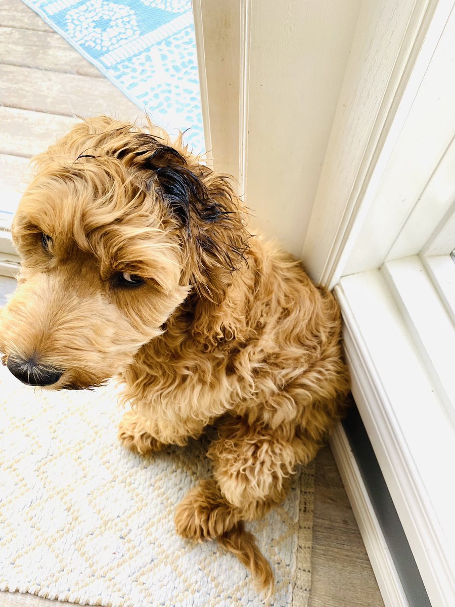 THCharks's tweet photo. 5 month old Lewis helped mom BBQ supper...the big doggo won't stop licking his head...he's not impressed with any of it ๐
#greasymess #DogsofTwittter https://t.co/6E0nRc84tr