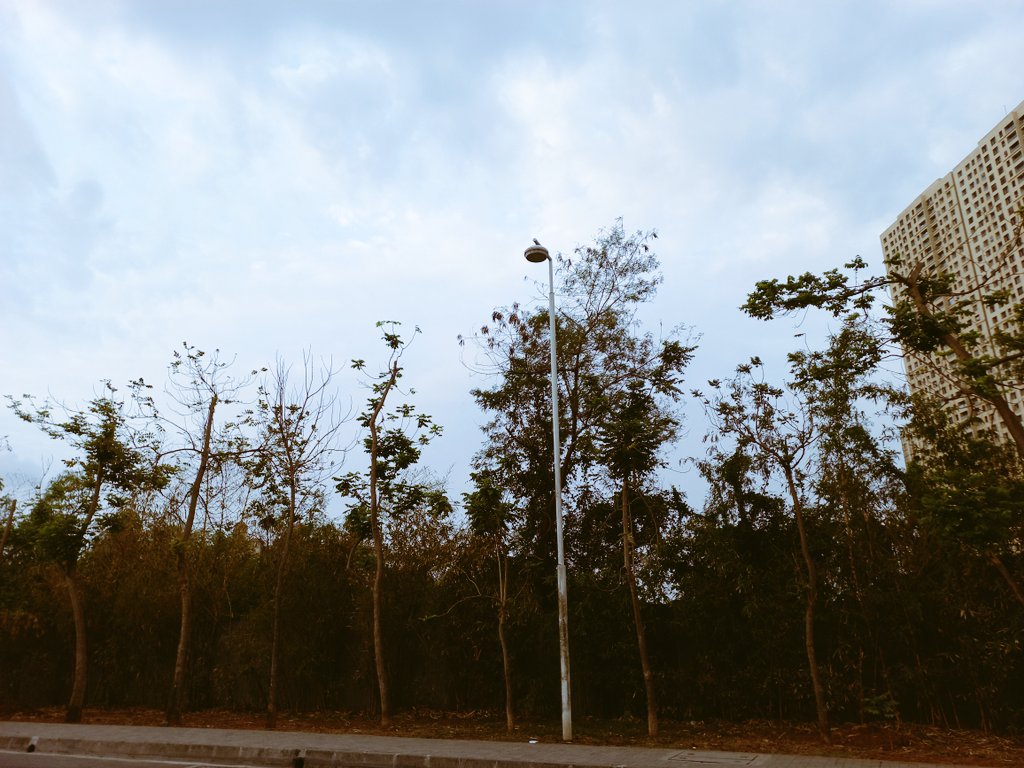 giribpai's tweet photo. Thane's Fifty'six African Tulip Trees go headless after aggressive premonsoon trimming

These 10-year trees without electrical lines above, growing peacefully &amp; safely next to a footpath lost their growing tips in May 2022.

@AUThackeray 
@OfficeofUT 
@DigiThane 
@TMCaTweetAway https://t.co/DQNohtaQ1y