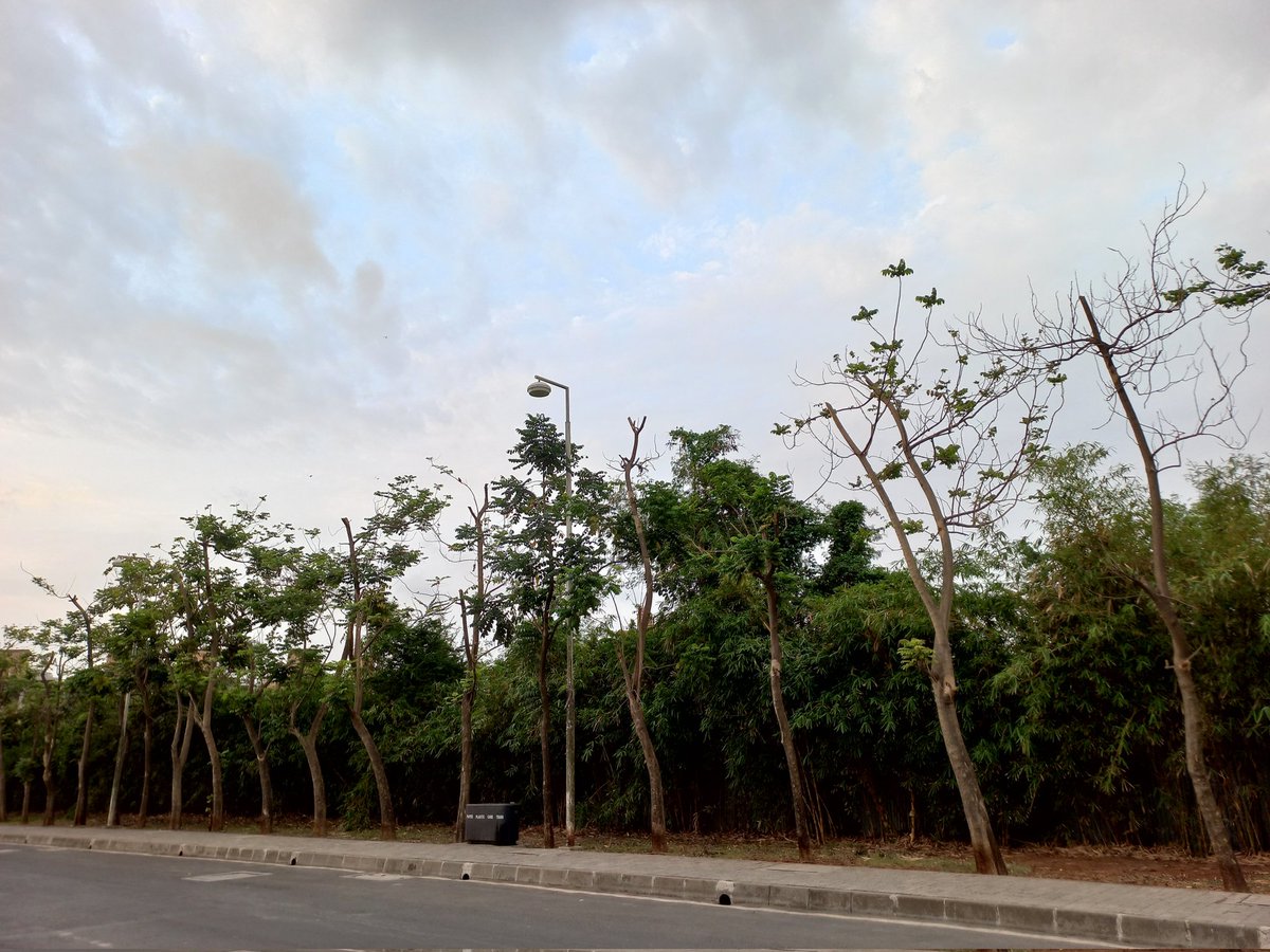 giribpai's tweet photo. Thane's Fifty'six African Tulip Trees go headless after aggressive premonsoon trimming

These 10-year trees without electrical lines above, growing peacefully &amp; safely next to a footpath lost their growing tips in May 2022.

@AUThackeray 
@OfficeofUT 
@DigiThane 
@TMCaTweetAway https://t.co/DQNohtaQ1y