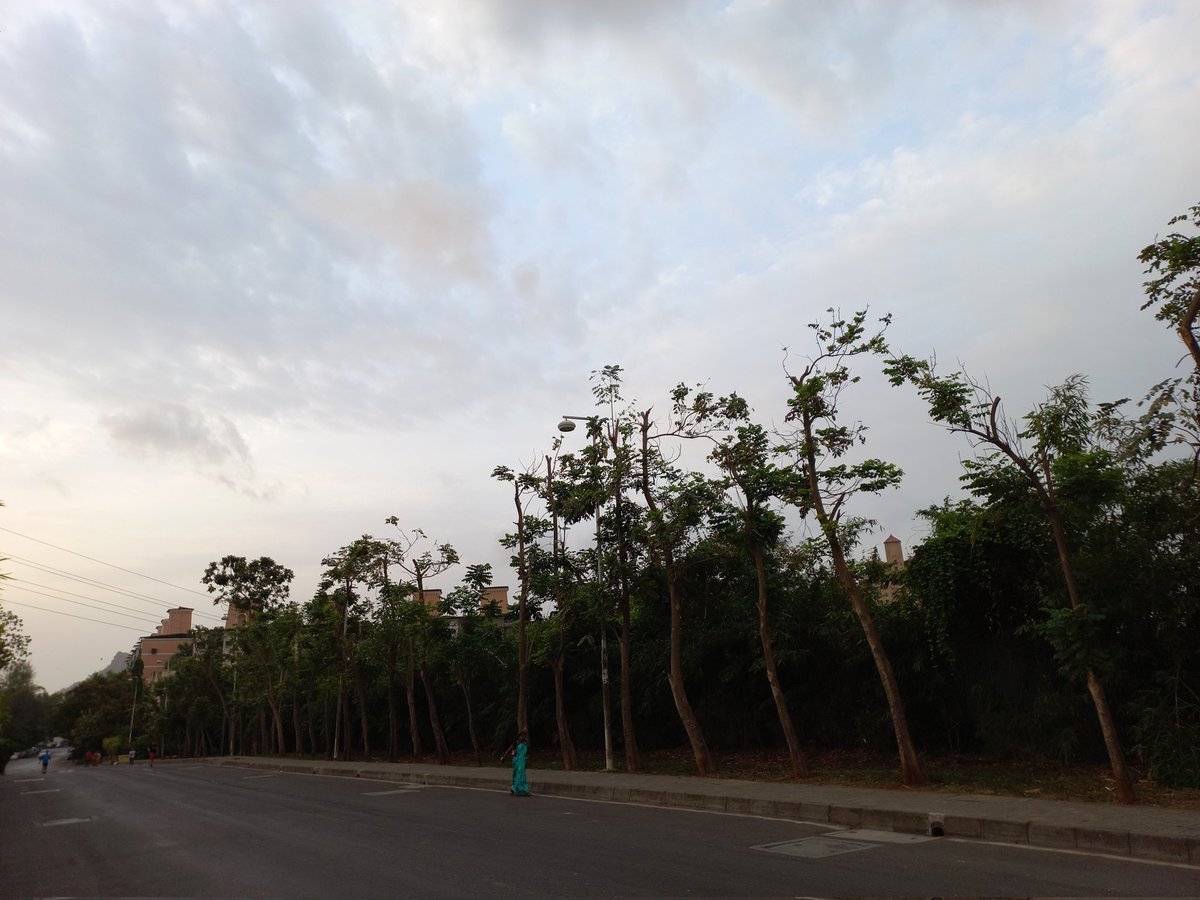 giribpai's tweet photo. Thane's Fifty'six African Tulip Trees go headless after aggressive premonsoon trimming

These 10-year trees without electrical lines above, growing peacefully &amp; safely next to a footpath lost their growing tips in May 2022.

@AUThackeray 
@OfficeofUT 
@DigiThane 
@TMCaTweetAway https://t.co/DQNohtaQ1y
