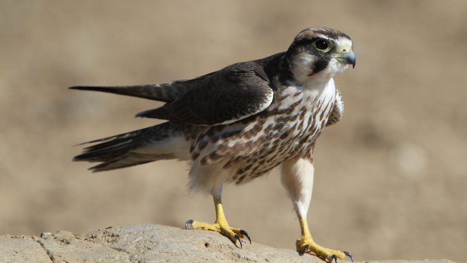 Lanner Falcon in pair