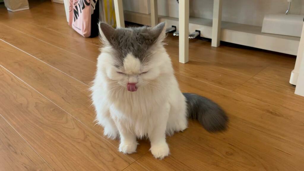 canonfuga0128's tweet photo. ベロ出ちゃってます #cathappiness #cathappylife #catline #ねこねこ55 #にゃんこ盛り #さいべりあんふぉれすときゃっと #さいべりにゃん #にゃあちゃん #ねこざんまい https://t.co/zabFOwhSbY https://t.co/4VKBExcl09