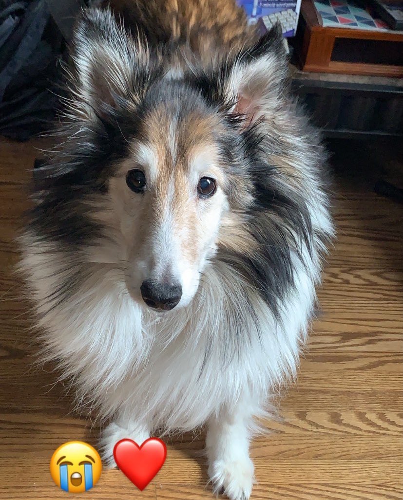 zej's tweet photo. Rip my little baby, love you forever Roxy ❤️ https://t.co/f4vJGTcNik