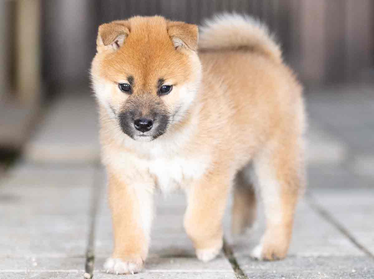 柴犬.net (@shibainu4812) / Posts / X